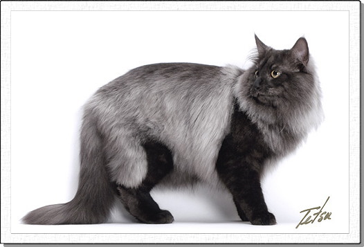 Arranz, about 1 years old.