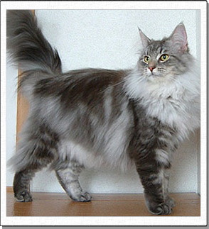 Hedda, about 1 years old.