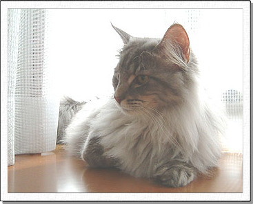 Hedda, about 1 years old.