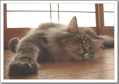 Hedda, about 1 years old.