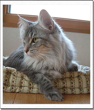 Hedda, about 1 years old.