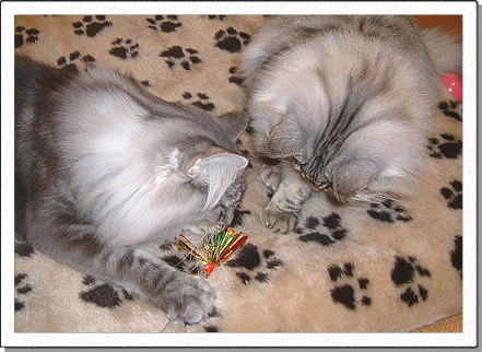 Hedda, about 1 years old.