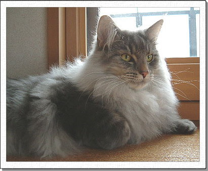 Hedda, about 1 years old.