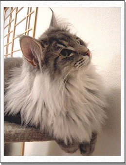 Hedda, 1 years old.