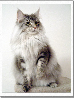 Hedda, 1 years old.