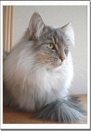 Hedda, about 1 years old.