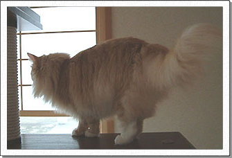 Loke, about 2 years old.