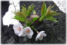 Japanese cherry blossoms in 20011